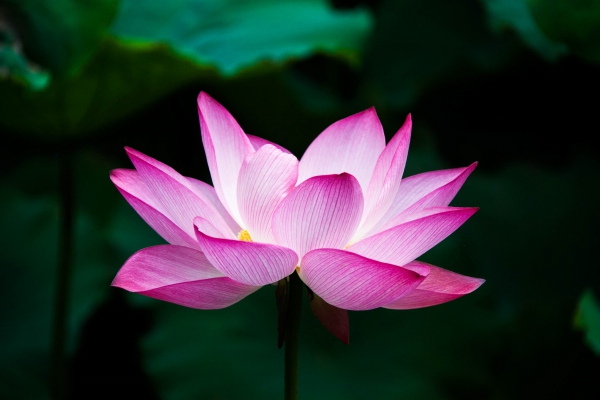 vibrant pink lotus flower