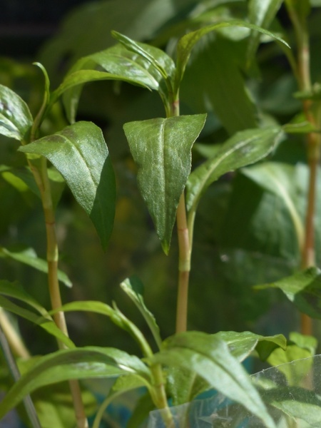 viet nam coriander plant kitchen herb