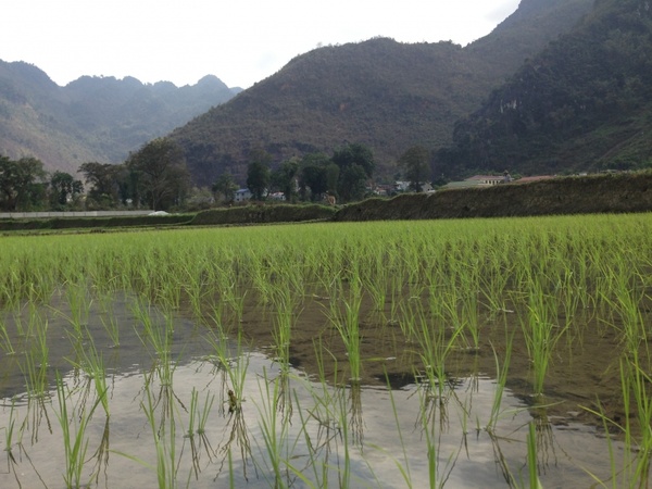 vietnam rice field