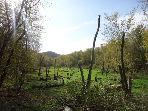 view of a meadow clearing at effigy mounds iowa 