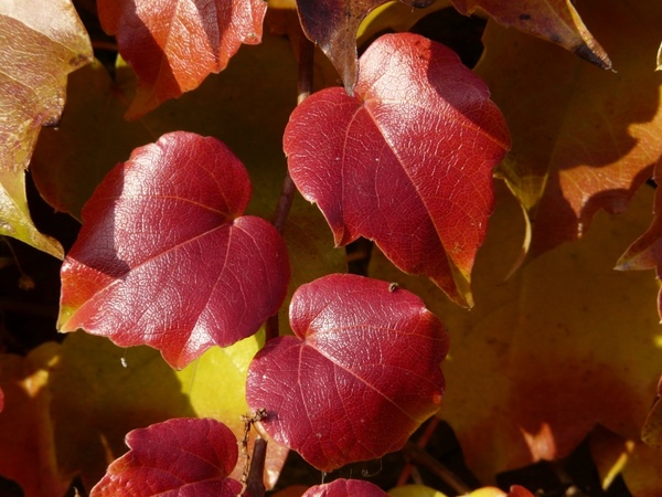 vine leaves wine partner coloring