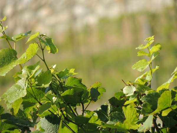 vines wine plant