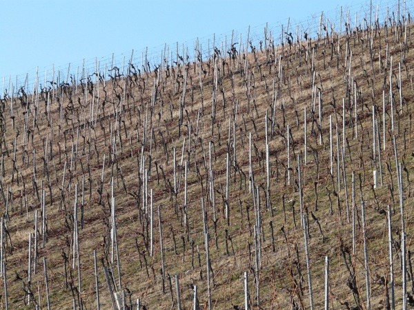 vineyard vine winegrowing