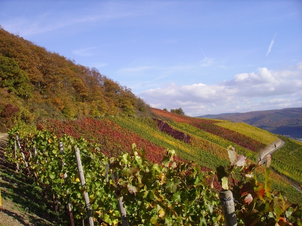 vineyard vines fall foliage