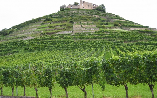 vineyards ruin castle