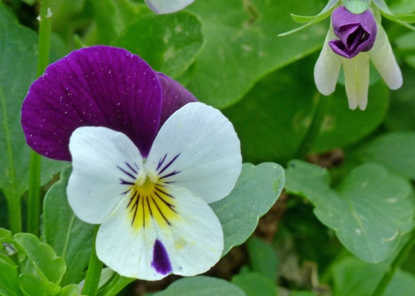 viola pansy flower
