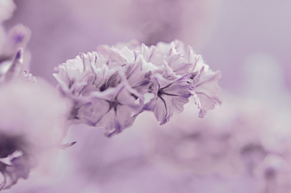 violet flower macro