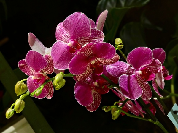 violet orchid pink