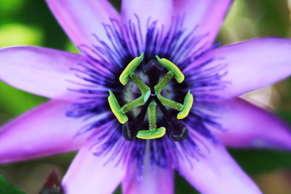 violet passionfruit flower detail 