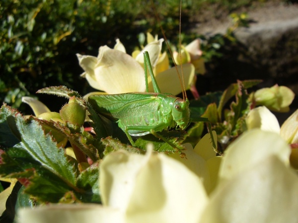 viridissima flowers grasshopper