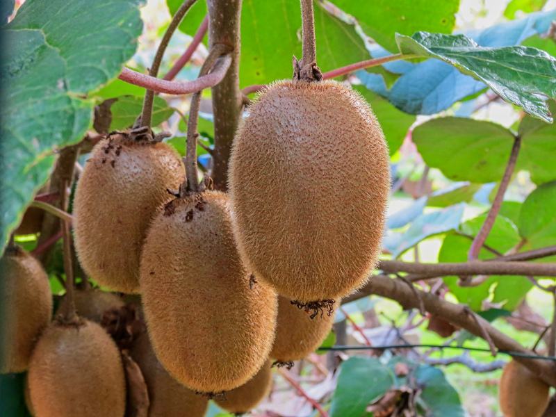 vitamin backdrop picture ripe kiwi fruit tree closeup  