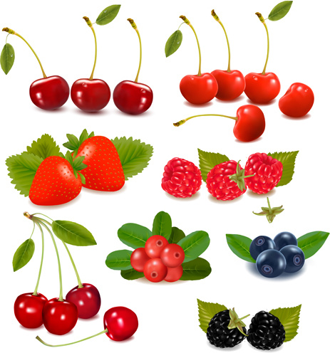 vivid berry design elements vector