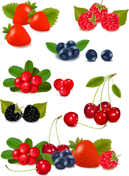 vivid berry design elements vector