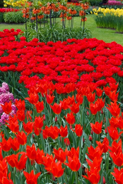 vivid red tulips