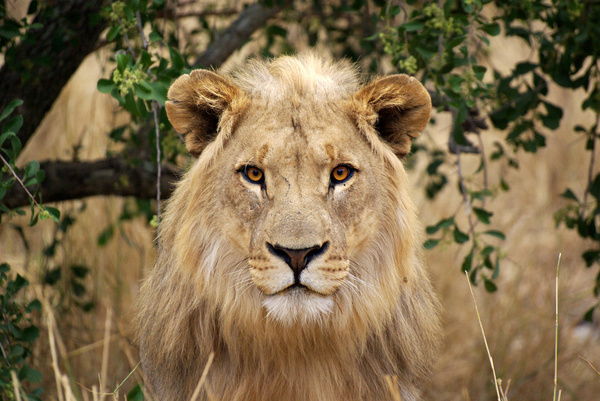 vuyani male lion