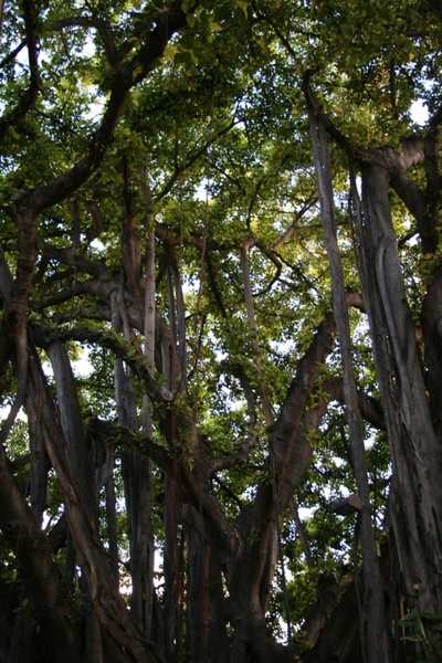 waikiki forest 