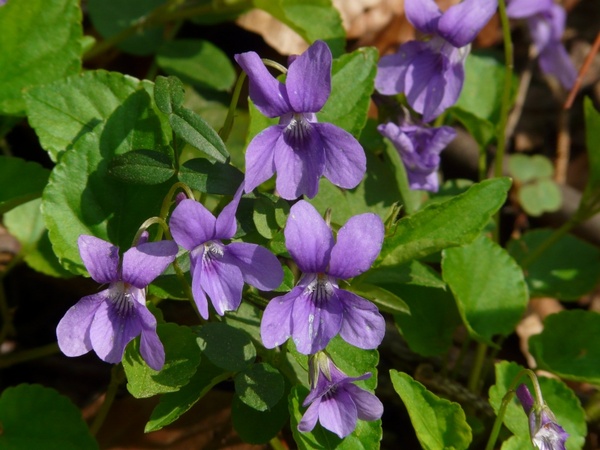 wald-violet violet purple