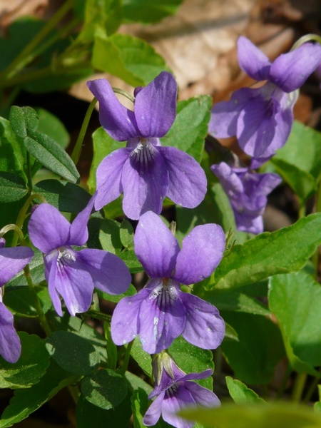 wald-violet violet purple