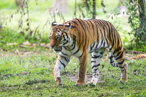 walking siberian tiger 