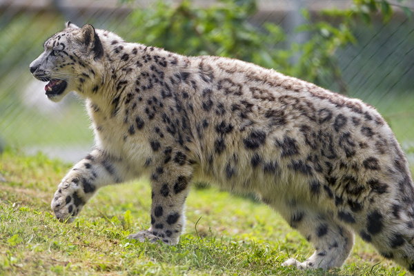 walking snow leopard
