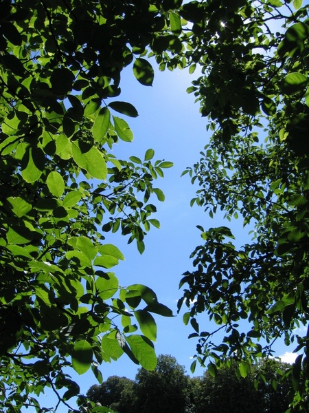 walnut tree canopy