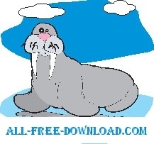 Walrus 3