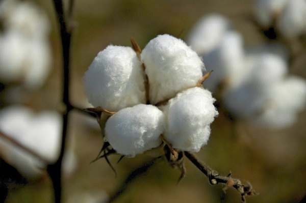warm cotton highdefinition picture 1