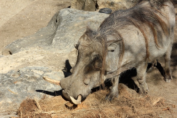 warthog 