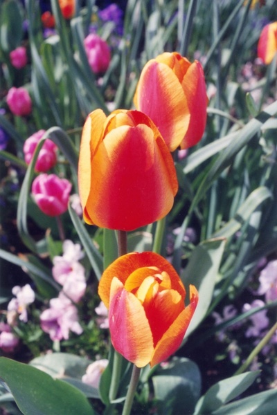 washington tulips