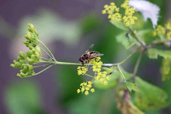 wasp on a plant 2