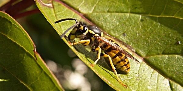 wasp sheet shrub