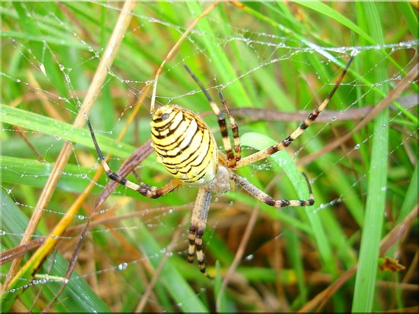 wasp spider meadow nature 