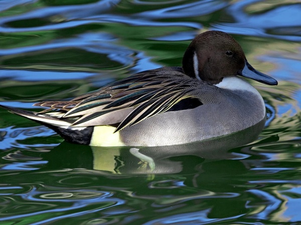 water bird duck black