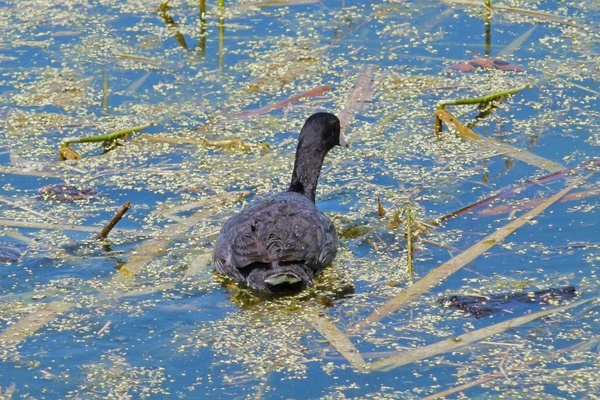 water bird swamp duck