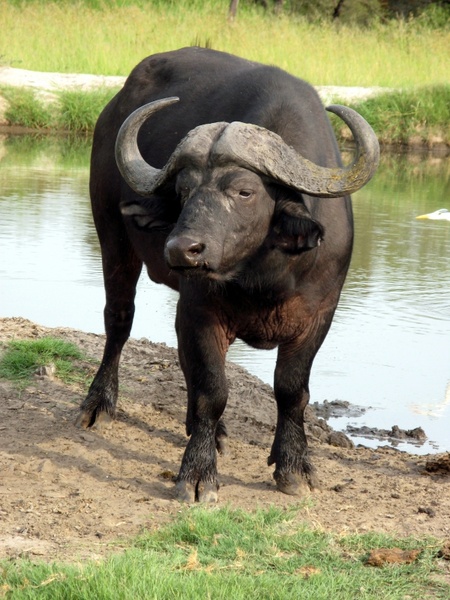 water buffalo africa animal