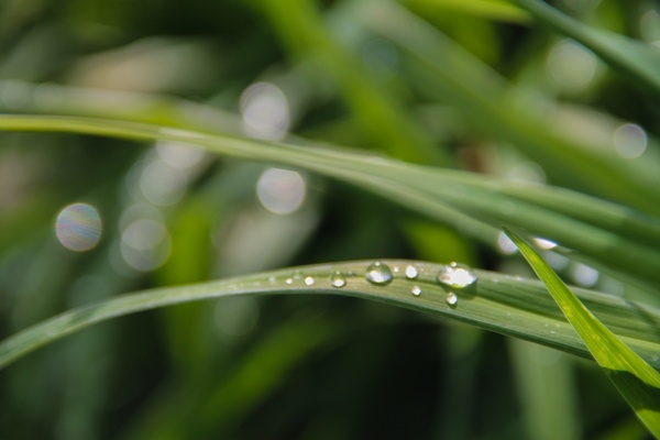 water drops on thin leaf