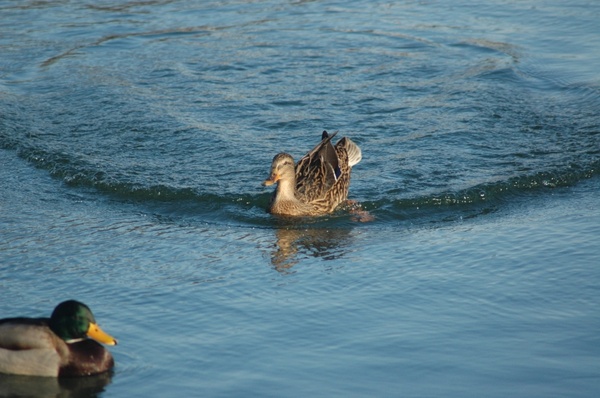 water duck cane mallard 