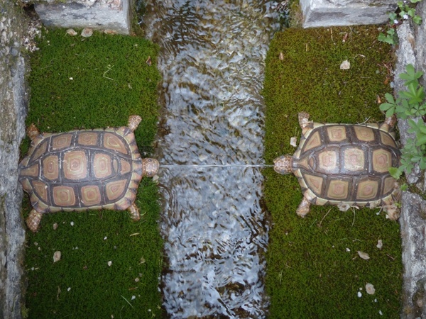 water feature turtles hellbrunn