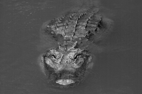 water gator pond 