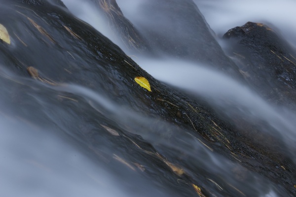 water leaves fall stream 