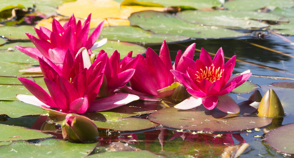 water lilies 