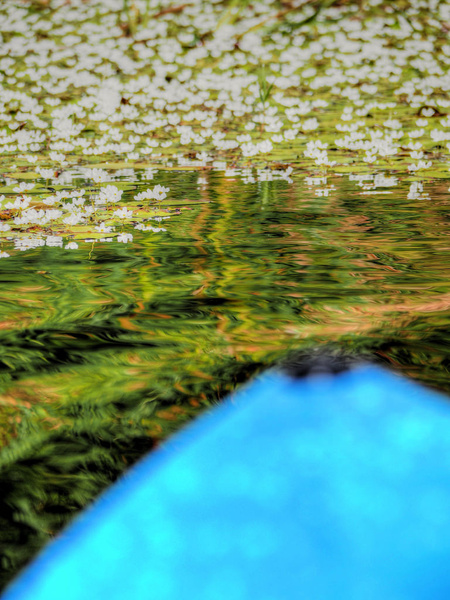 water lilies amp kayak