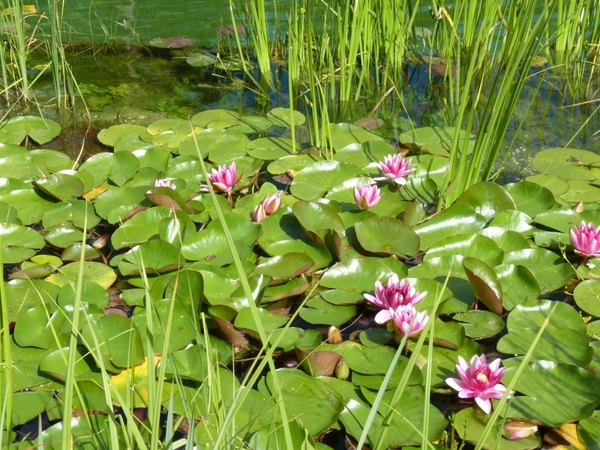 water lilies aquatic plant nature