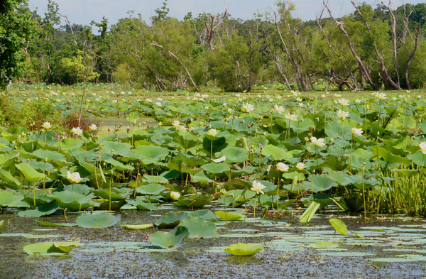 water lilies elm lake 