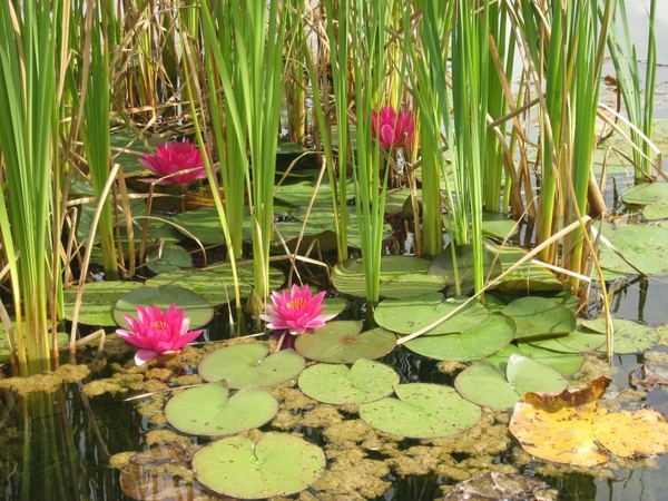 water lilies lake nature 