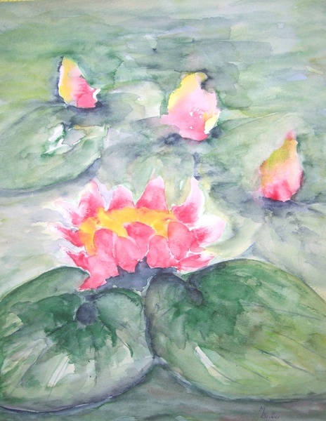 water lilies see pond