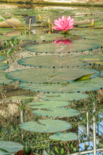 water lily and pads 