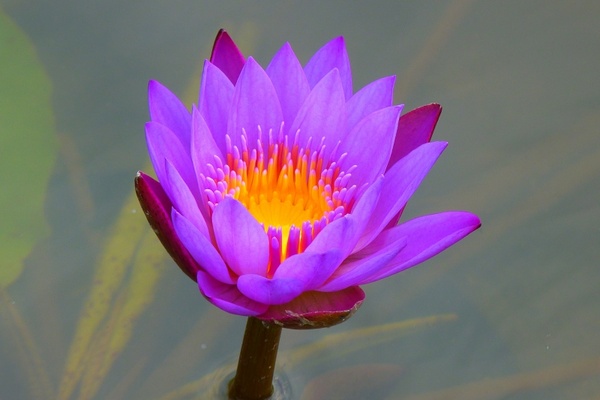 water lily aquatic plant nature