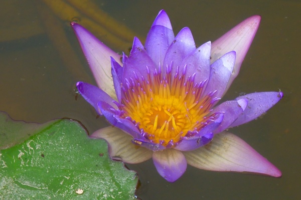 water lily aquatic plant violet