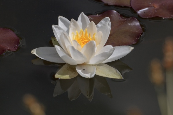 water lily aquatic plant water